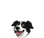 Kira, a mascote Border Collie da Kira P2P